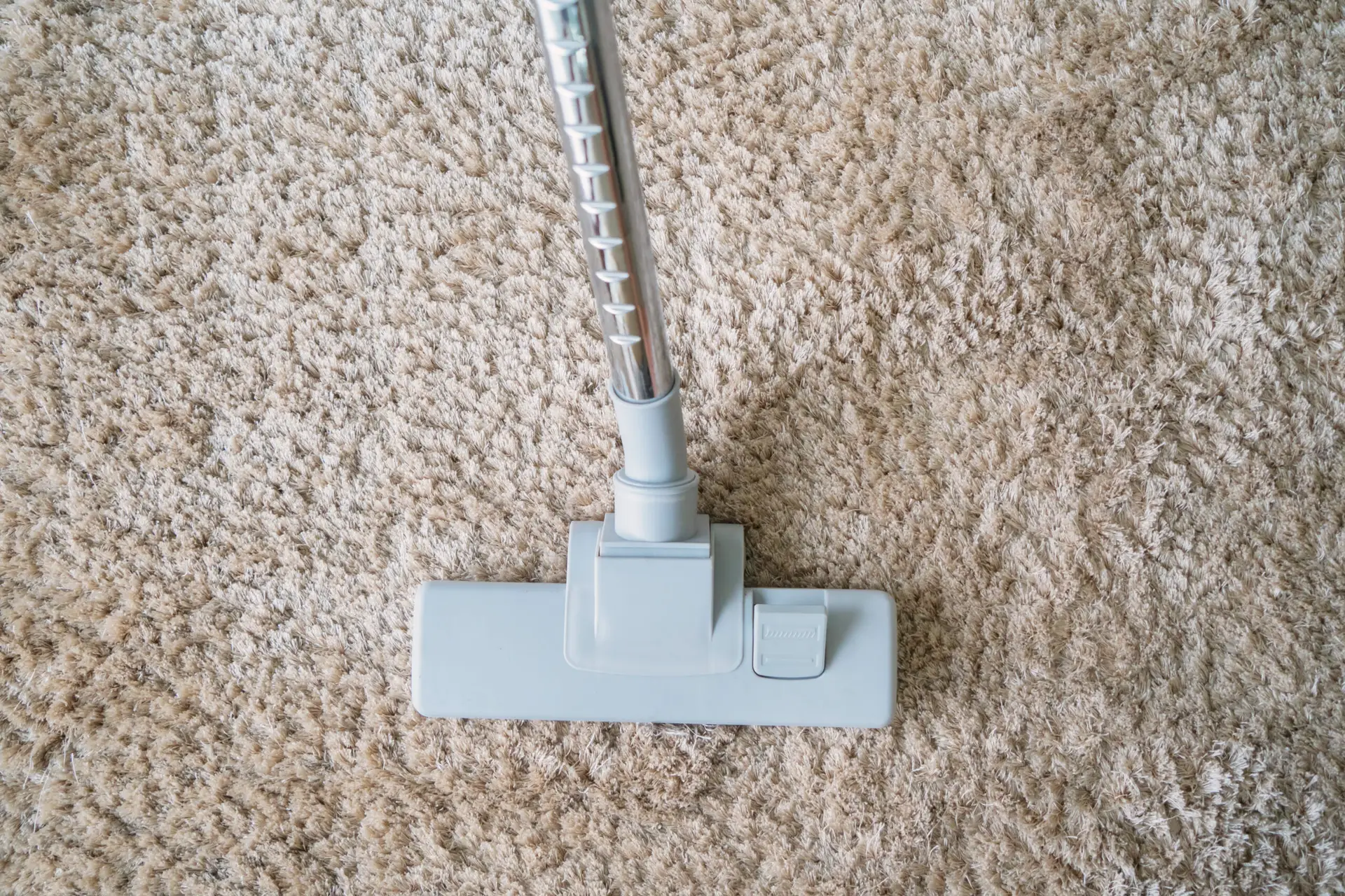 Clean Dog Pee from a Rug